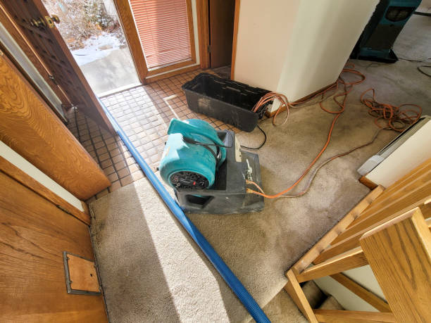 Best Local water damage restoration  in Mount Carroll, IL