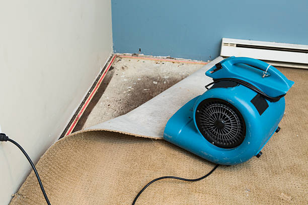 Best Mold removal after water damage  in Mount Carroll, IL